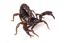 Scorpion (Brotheas sp) in defensive posture, Suriname