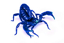 Scorpion (Brotheas sp) in defensive posture seen under ultraviolet light, Suriname