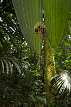 Wasp nest suspended on sticky string underneath a leaf which prevents predators from invading their colony, Suriname