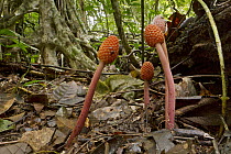 Parasitic Plant (Helosis cayennensis) group on rainforest floor, Suriname
