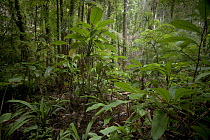 Rainforest, southern Suriname