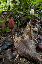Parasitic Plant (Helosis cayennensis) pair in rainforest, Suriname