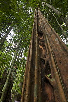 Fig (Ficus sp) tree strangling host tree, Suriname
