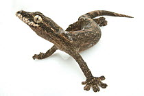 Turnip-tailed Gecko (Thecadactylus rapicauda), Suriname