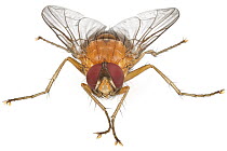 Tachinid Fly (Tachinidae), Woburn, Massachusetts