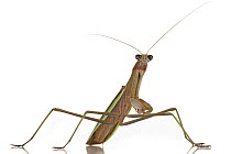 Mantid (Mantidae), Woburn, Massachusetts