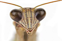 Praying Mantis (Tenodera sp), Woburn, Massachusetts