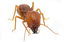 Termite, Suriname