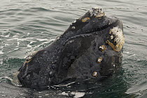 Southern Right Whale (Eubalaena australis) at water surface showing white callosites, Valdes Peninsula, Argentina