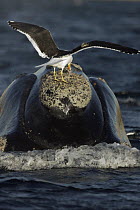 Southern Right Whale (Eubalaena australis) with Kelp Gull (Larus dominicanus) picking off lice, Valdes Peninsula, Argentina