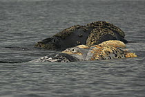 Southern Right Whale (Eubalaena australis) white morph mother and calf surfacing, Valdes Peninsula, Argentina