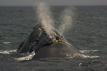Southern Right Whale (Eubalaena australis) surfacing and spouting, Valdes Peninsula, Argentina