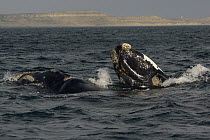Southern Right Whale (Eubalaena australis) mother and calf surfacing, Valdes Peninsula, Argentina