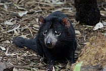 Tasmanian Devil (Sarcophilus harrisii), Australia