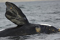 Southern Right Whale (Eubalaena australis) pectoral fin, Valdes Peninsula, Argentina