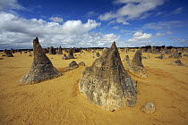 Limestone pinnacles in desert, Nambung National Park, Western Australia, Australia
