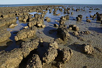 Stromatolites, colonies of blue-green algae, the oldest life form that still exists today, over three billion years old, Hamelin Pool, Shark Bay, Western Australia
