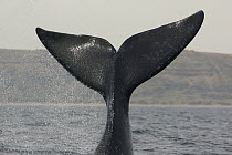 Southern Right Whale (Eubalaena australis) tail slapping, Valdes Peninsula, Argentina