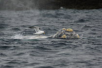 Southern Right Whale (Eubalaena australis) white morph at surface with Kelp Gull (Larus dominicanus) picking off skin, Valdes Peninsula, Argentina