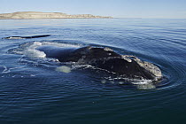 Southern Right Whale (Eubalaena australis) surfacing, Valdes Peninsula, Argentina