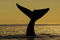 Southern Right Whale (Eubalaena australis) tail slapping, Valdes Peninsula, Argentina
