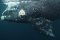 Southern Right Whale (Eubalaena australis) at surface, Valdes Peninsula, Argentina