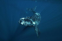 Southern Right Whale (Eubalaena australis) calf, Valdes Peninsula, Argentina