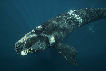Southern Right Whale (Eubalaena australis) calf, Valdes Peninsula, Argentina