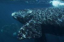 Southern Right Whale (Eubalaena australis) calf near surface, Valdes Peninsula, Argentina