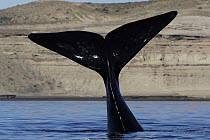 Southern Right Whale (Eubalaena australis) tail, Valdes Peninsula, Argentina