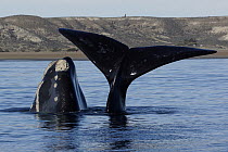 Southern Right Whale (Eubalaena australis) calf at surface with mother diving, Valdes Peninsula, Argentina