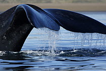 Southern Right Whale (Eubalaena australis) tail, Valdes Peninsula, Argentina