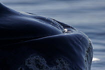 Southern Right Whale (Eubalaena australis) hair on its chin and upper jaw, Valdes Peninsula, Argentina