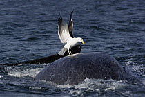 Southern Right Whale (Eubalaena australis) at surface with Kelp Gull (Larus dominicanus) picking off skin, Valdes Peninsula, Argentina