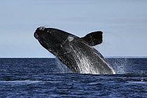 Southern Right Whale (Eubalaena australis) breaching, Valdes Peninsula, Argentina
