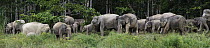Borneo Pygmy Elephant (Elephas maximus borneensis) herd grazing, Borneo, Malaysia