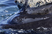 Southern Right Whale (Eubalaena australis) hair on chin and upper jaw, Valdes Peninsula, Argentina