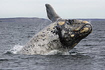 Southern Right Whale (Eubalaena australis) white morph breaching, Valdes Peninsula, Argentina
