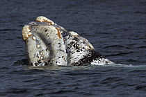 Southern Right Whale (Eubalaena australis) white morph surfacing, Valdes Peninsula, Argentina