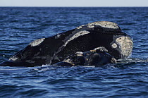 Southern Right Whale (Eubalaena australis) surfacing, Valdes Peninsula, Argentina