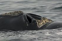 Southern Right Whale (Eubalaena australis) blow holes, Valdes Peninsula, Argentina