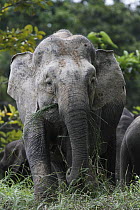 Borneo Pygmy Elephant (Elephas maximus borneensis) feeding, Borneo, Malaysia