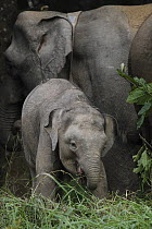 Borneo Pygmy Elephant (Elephas maximus borneensis) mother and calf feeding, Borneo, Malaysia