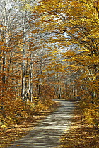 American Beech (Fagus grandifolia) trees along road in autumn, Baxter State Park, Maine