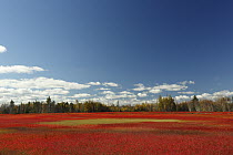 Blueberry (Vaccinium sp) field in autumn, Deblois, Maine