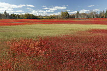 Blueberry (Vaccinium sp) field in autumn, Deblois, Maine