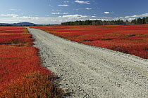 Blueberry (Vaccinium sp) field and road in autumn, Deblois, Maine