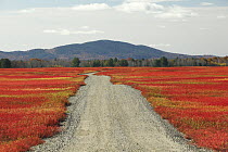 Blueberry (Vaccinium sp) field and road in autumn, Deblois, Maine