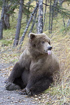 Grizzly Bear (Ursus arctos horribilis) sticking out its tongue, Katmai National Park, Alaska