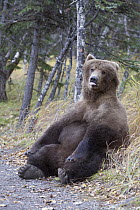Grizzly Bear (Ursus arctos horribilis) licking its snout, Katmai National Park, Alaska